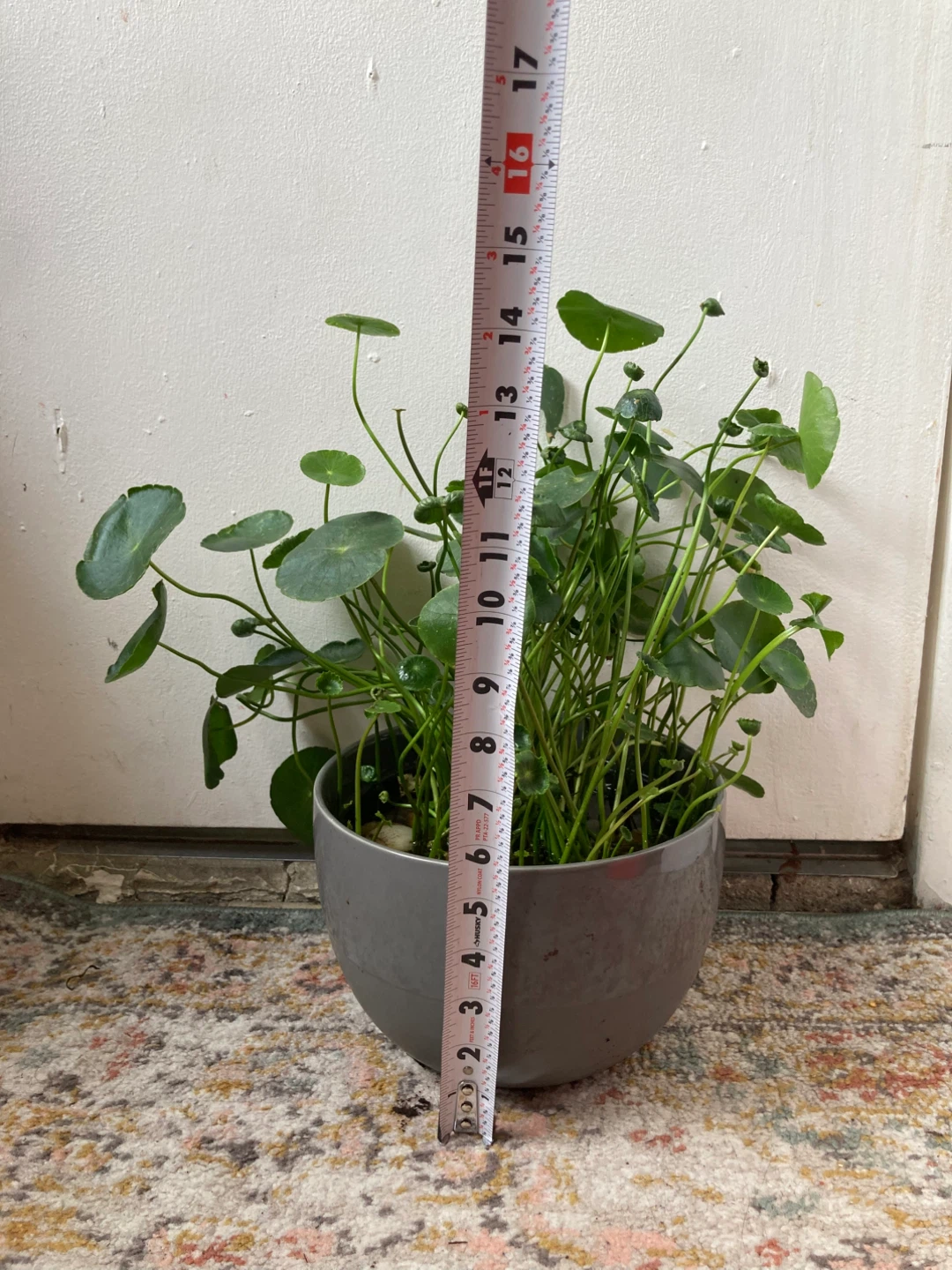 Chinese Money Plant in Gray Pot - photo 2