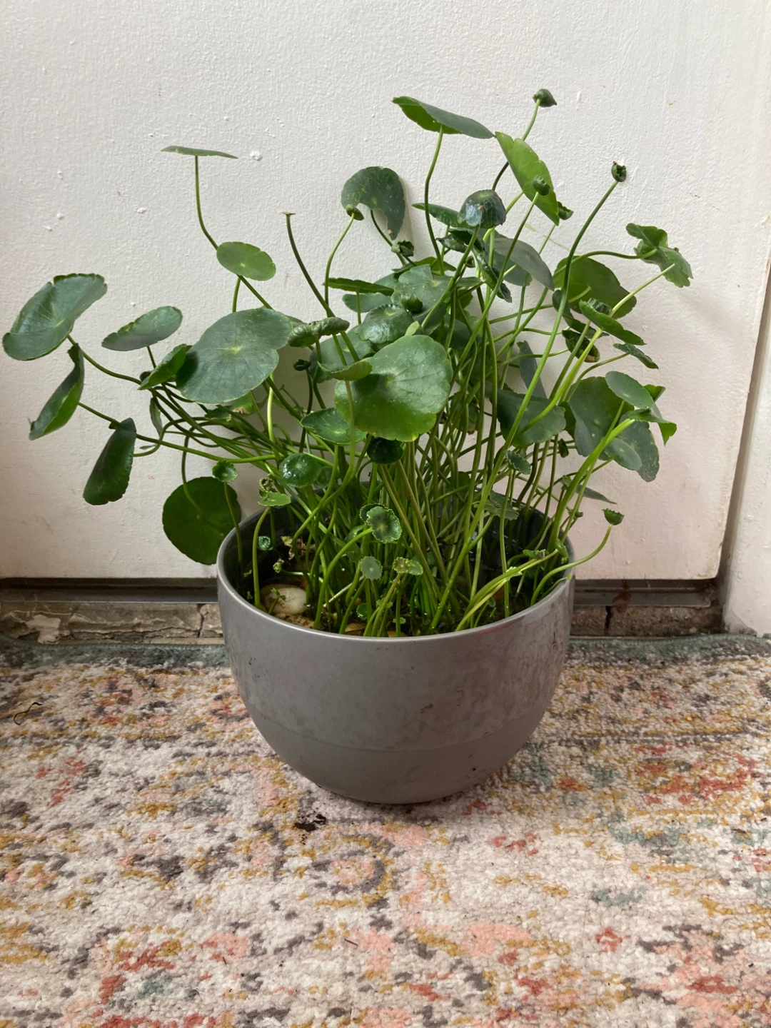 Chinese Money Plant in Gray Pot