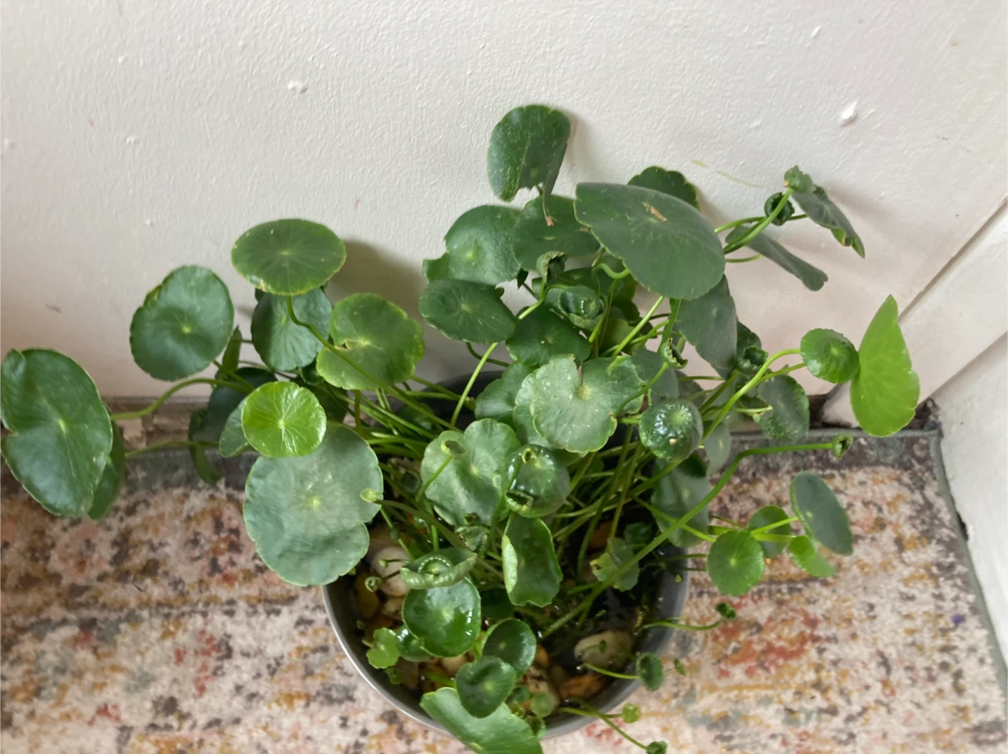 Chinese Money Plant in Gray Pot - photo 4