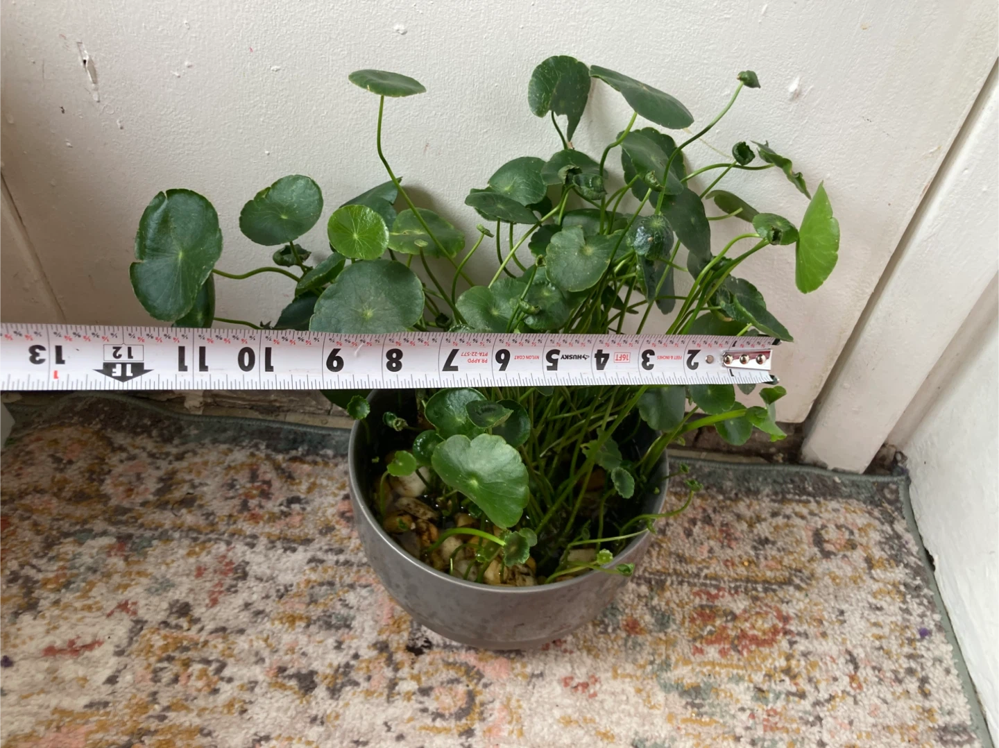 Chinese Money Plant in Gray Pot - photo 3