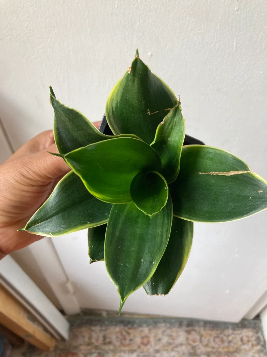 Sansevieria bird nest thumbnail