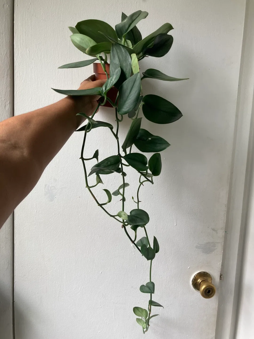 Scindapsus treubii moonlight thumbnail