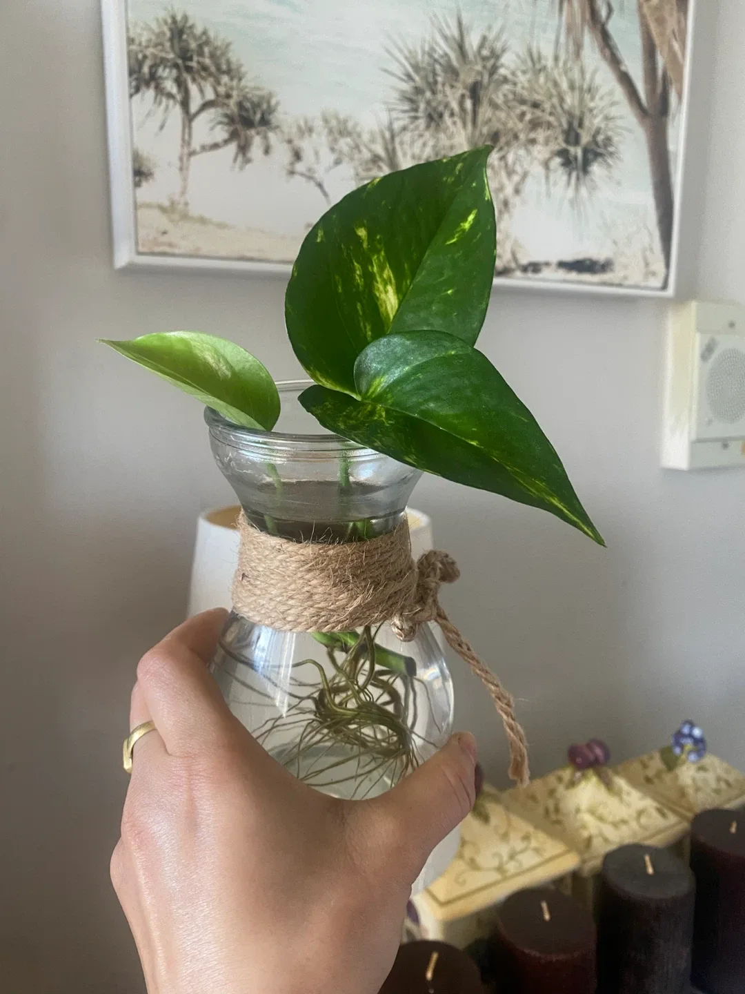 Pothos Plant in Glass Vase thumbnail
