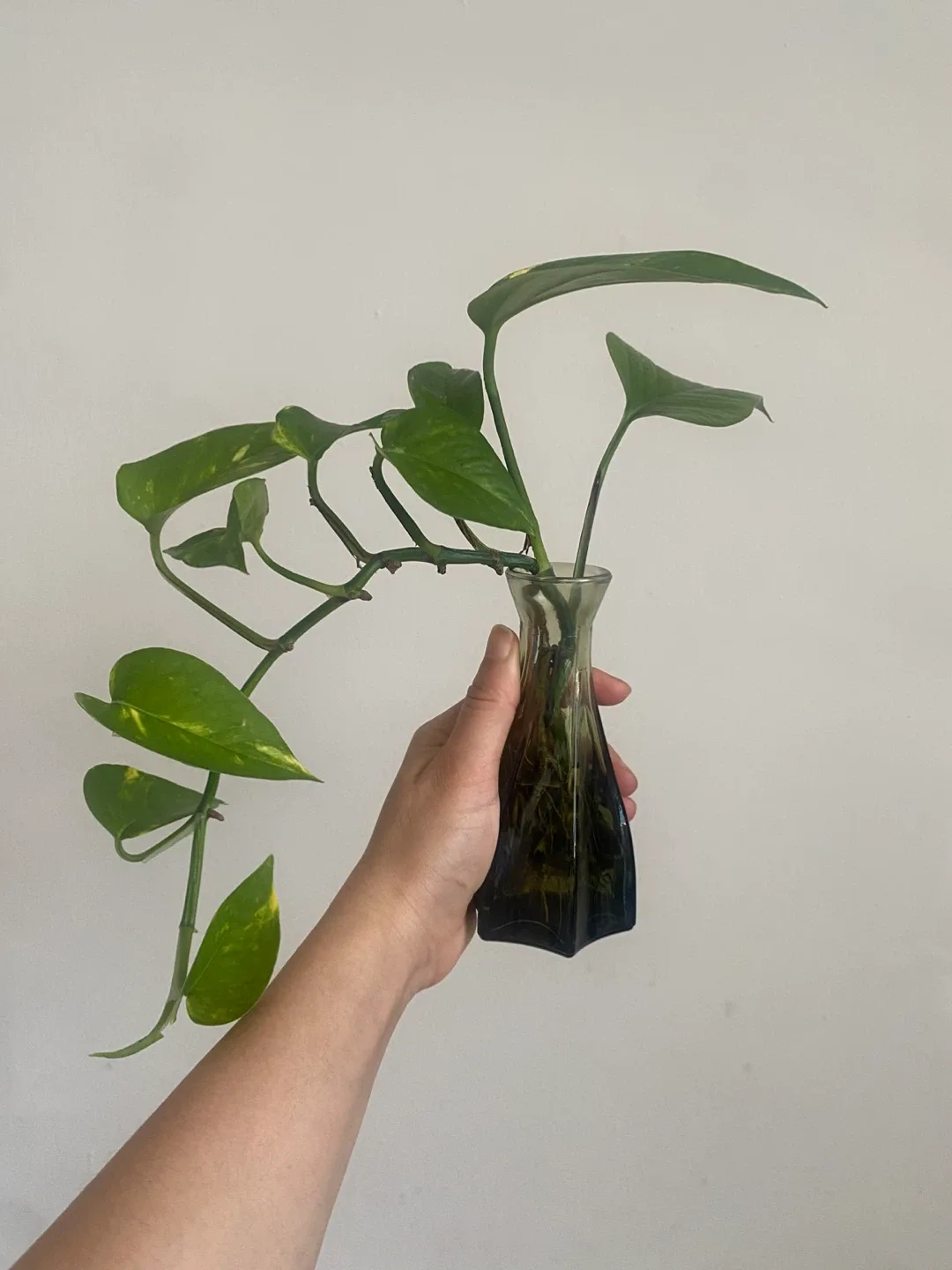 Pothos Plant in Glass Vase thumbnail