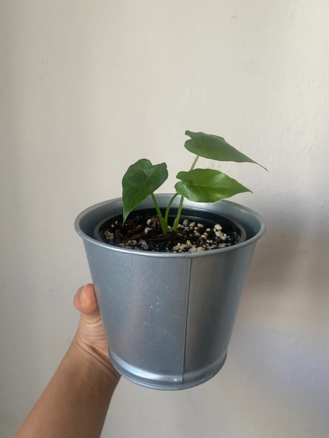 Potted Alocasia Plant thumbnail