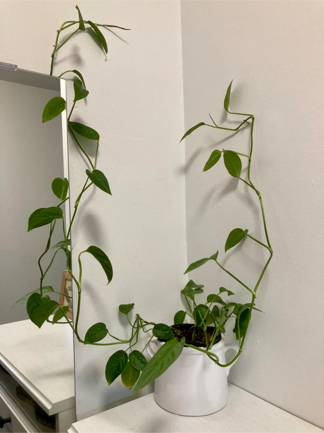 Young Monstera Adonsonaii image indicator(2)