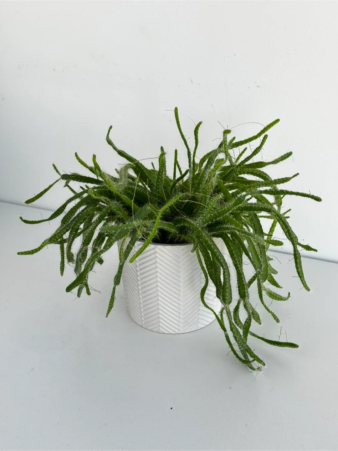 Cactus/ Plant in White Pot thumbnail