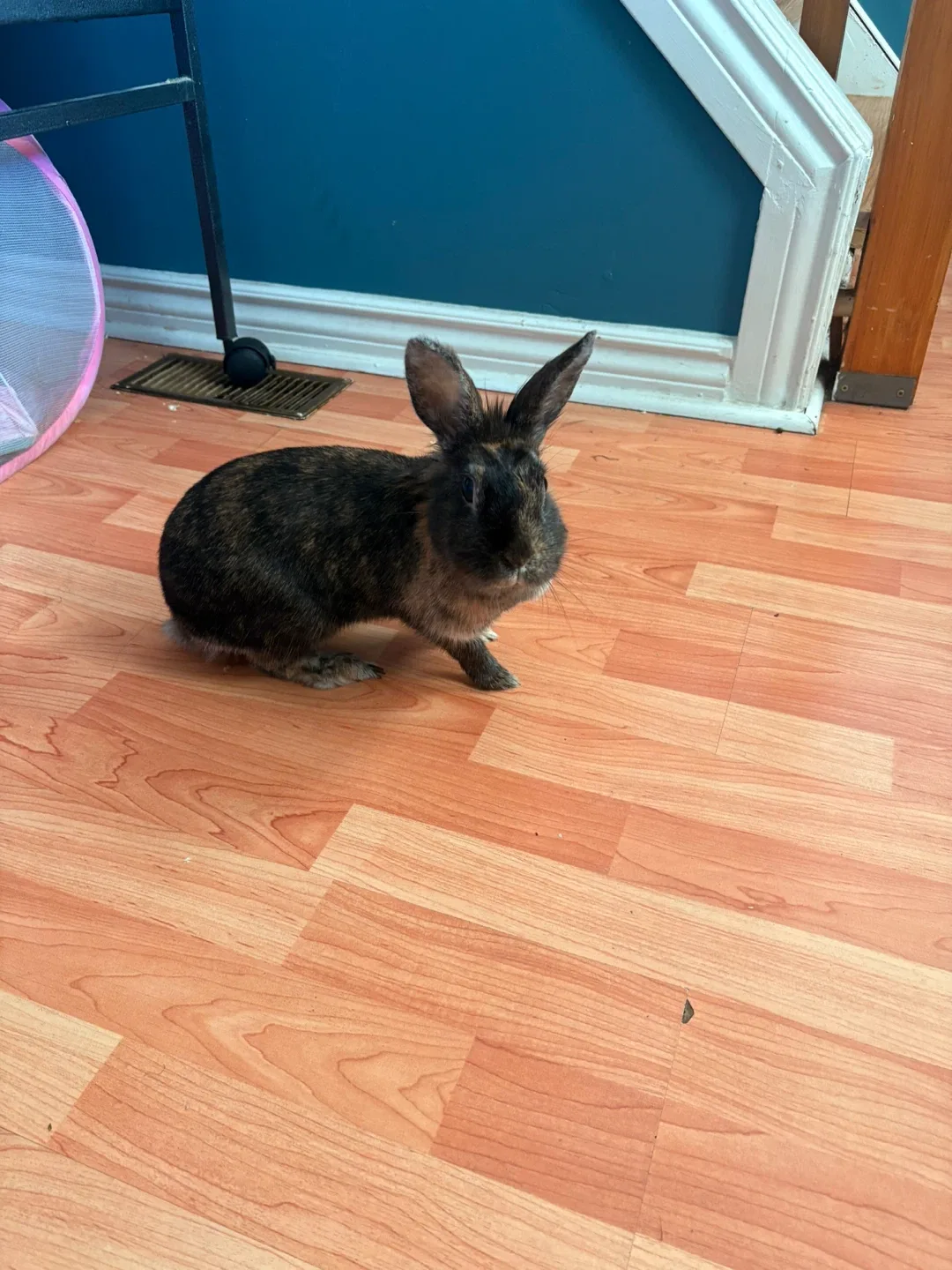 Cute bunny thumbnail