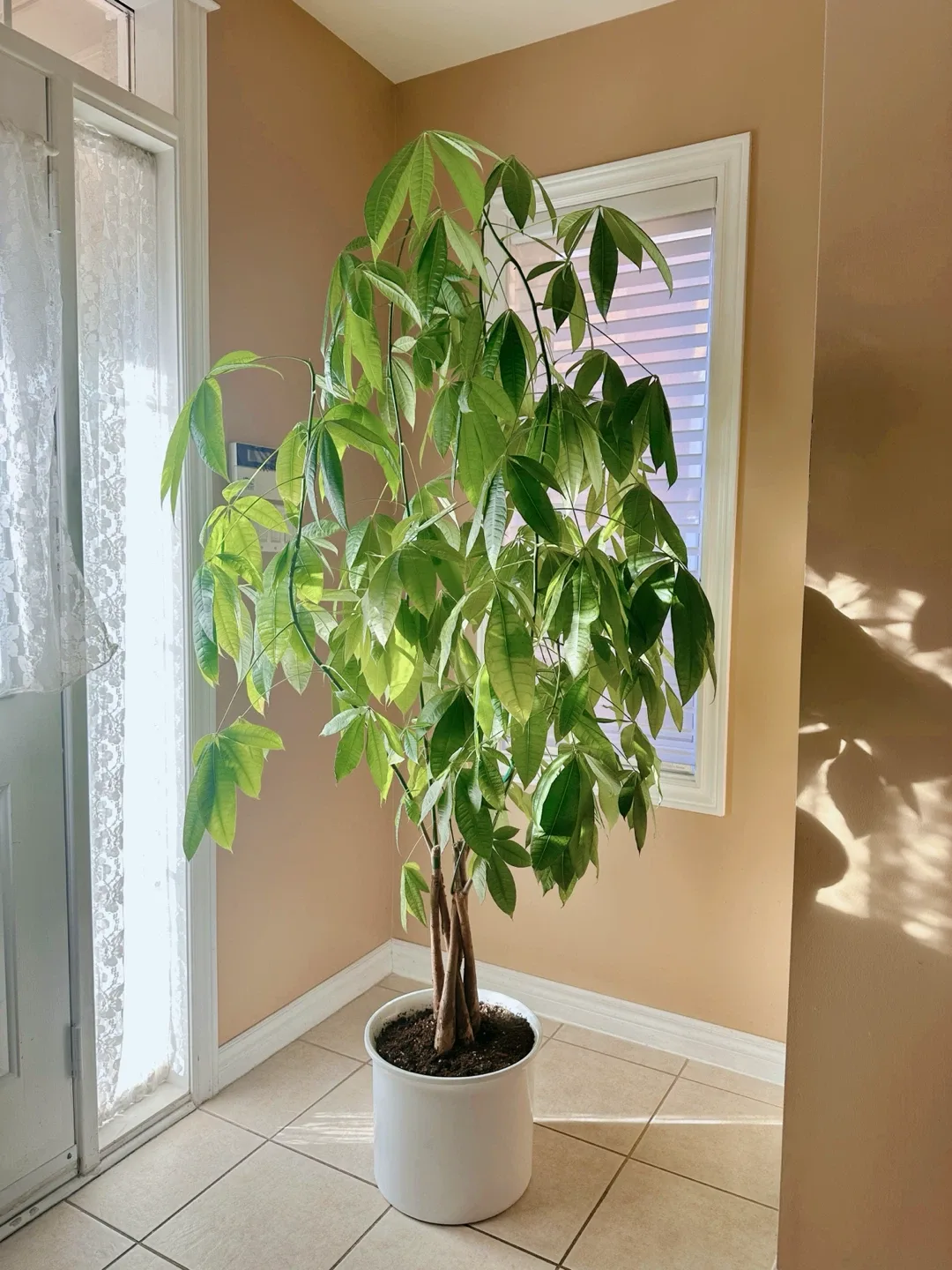 Money Tree in White Pot thumbnail