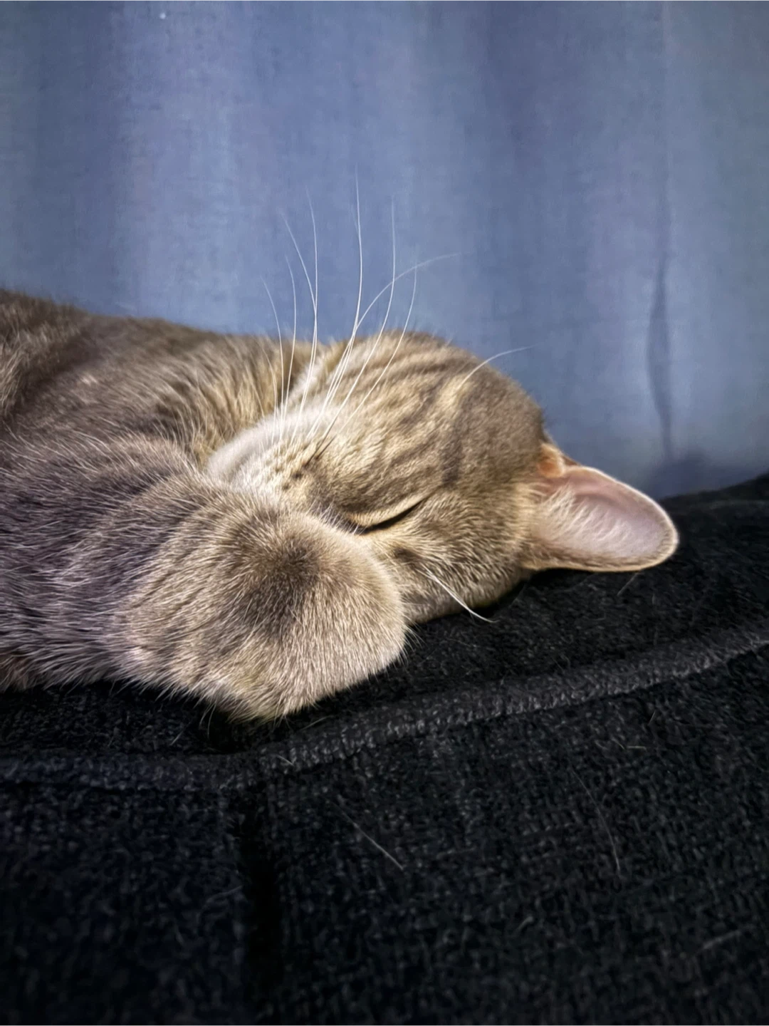 Sadly I have to rehome my cat - photo 2