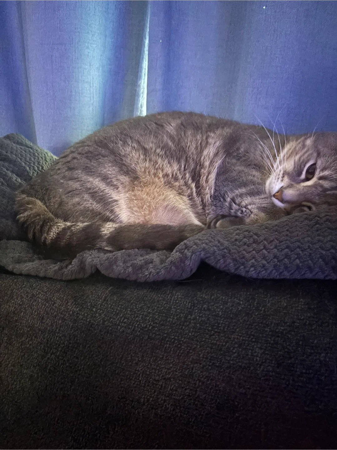 Sadly I have to rehome my cat
