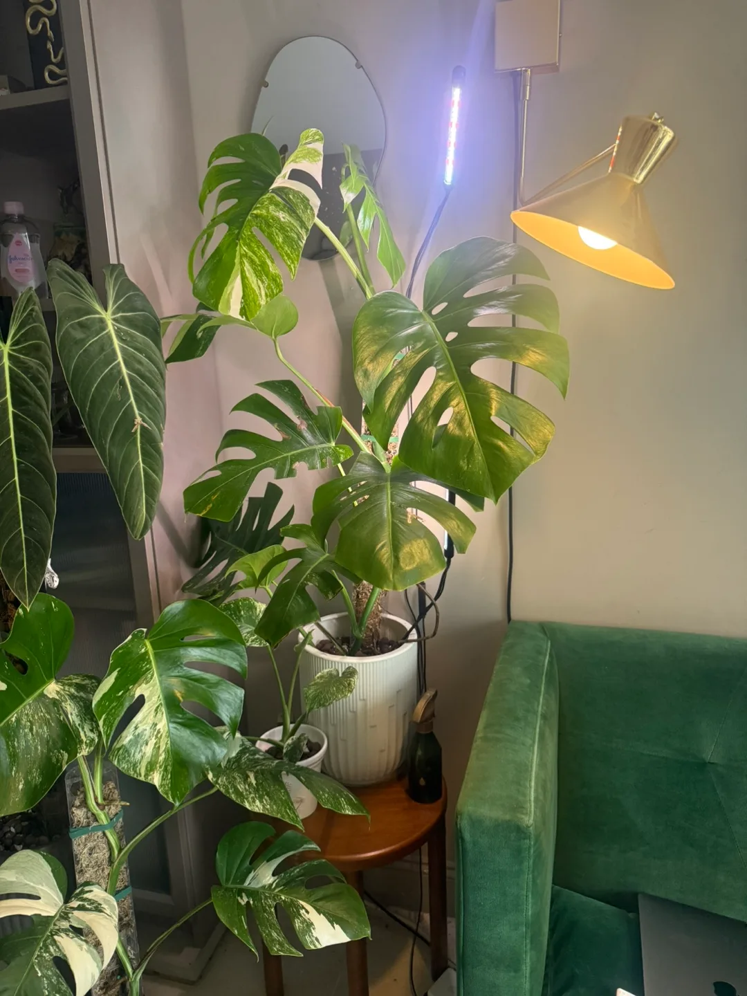 4FT large monstera albo thumbnail