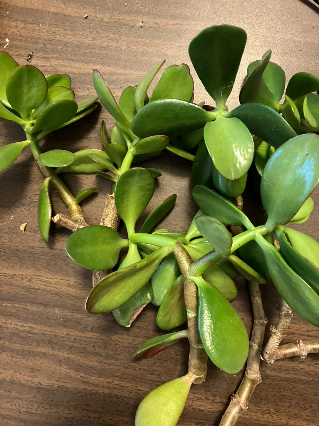 Jade plant cuttings