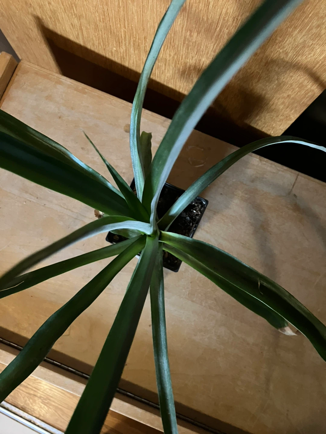 Pineapple plant - photo 2