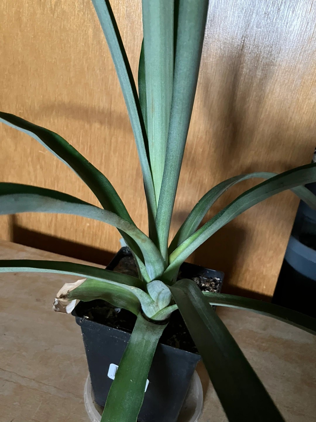 Pineapple plant