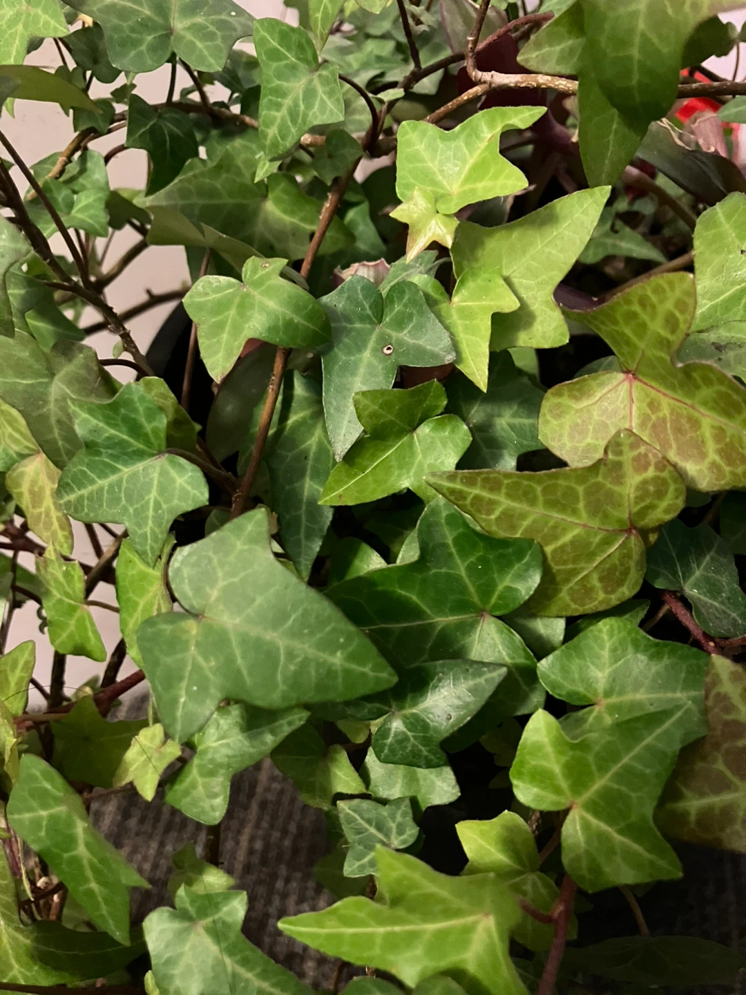 English ivy cuttings