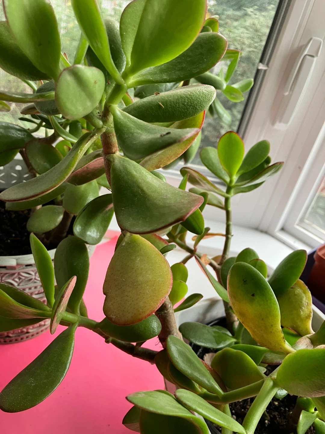 Jade Plant