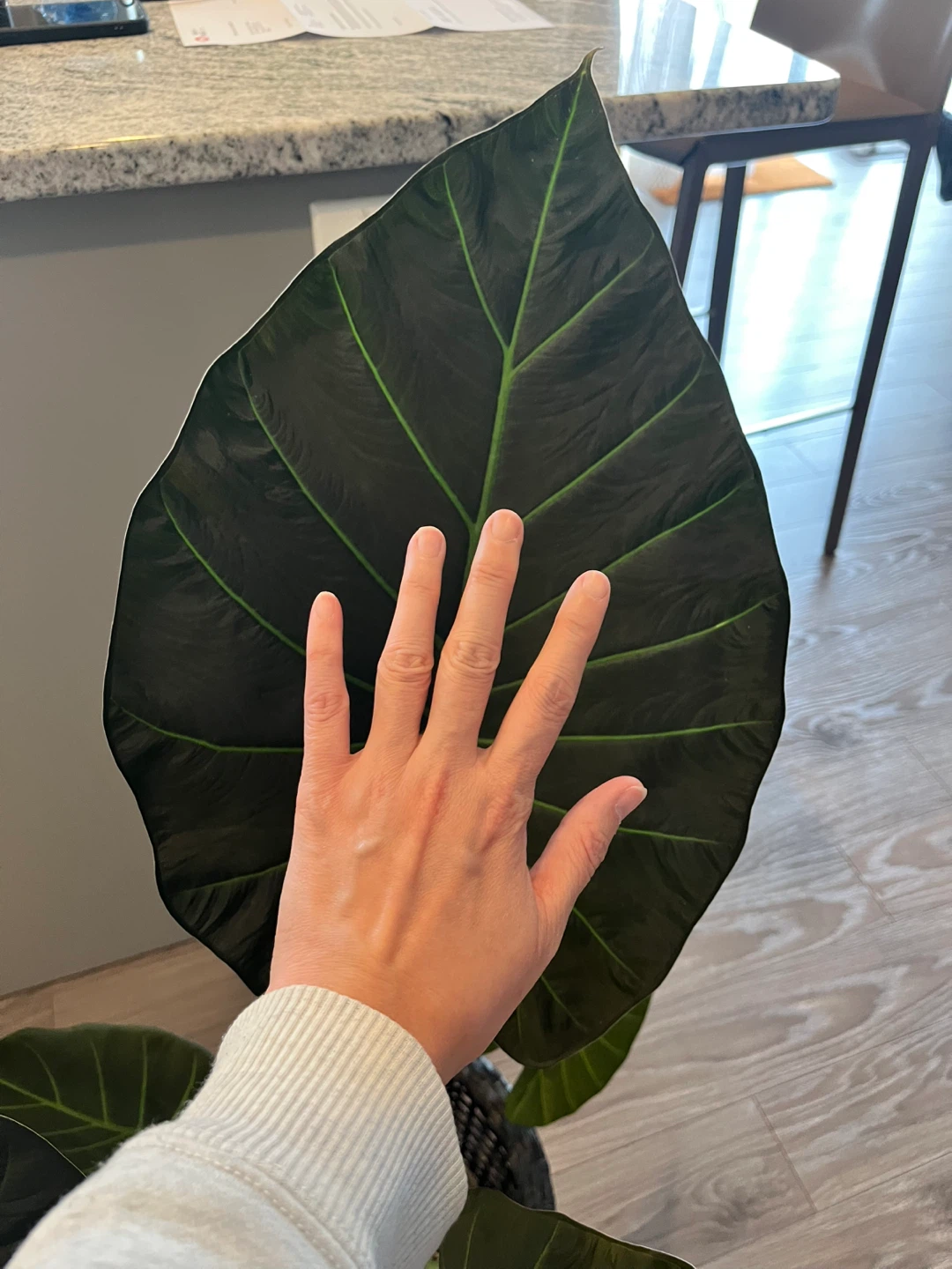 Alocasia Wentii /Alocasia Regal Shield Plant - photo 4