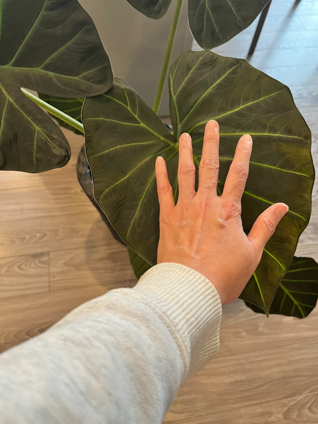 Alocasia Wentii /Alocasia Regal Shield Plant - photo 5