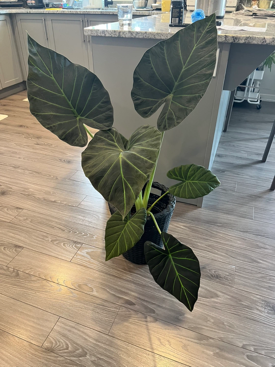 Alocasia Wentii /Alocasia Regal Shield Plant - photo 2