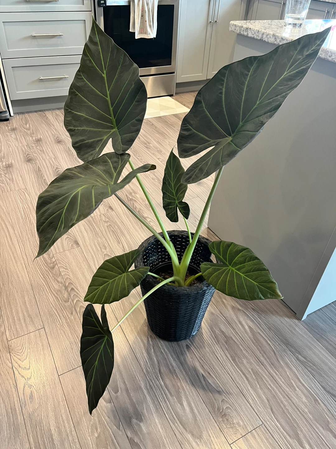 Alocasia Wentii /Alocasia Regal Shield Plant - photo 3