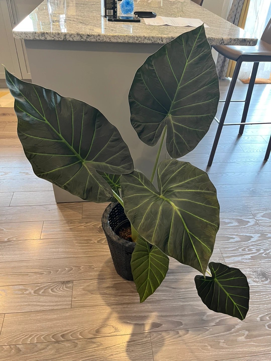 Alocasia Wentii /Alocasia Regal Shield Plant