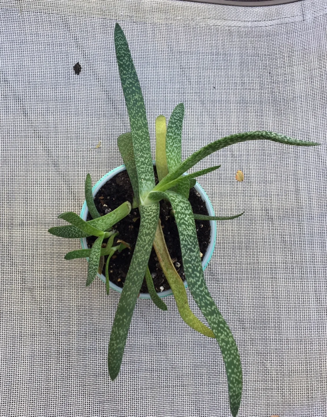 Unicorn Plant Pot image indicator(3)