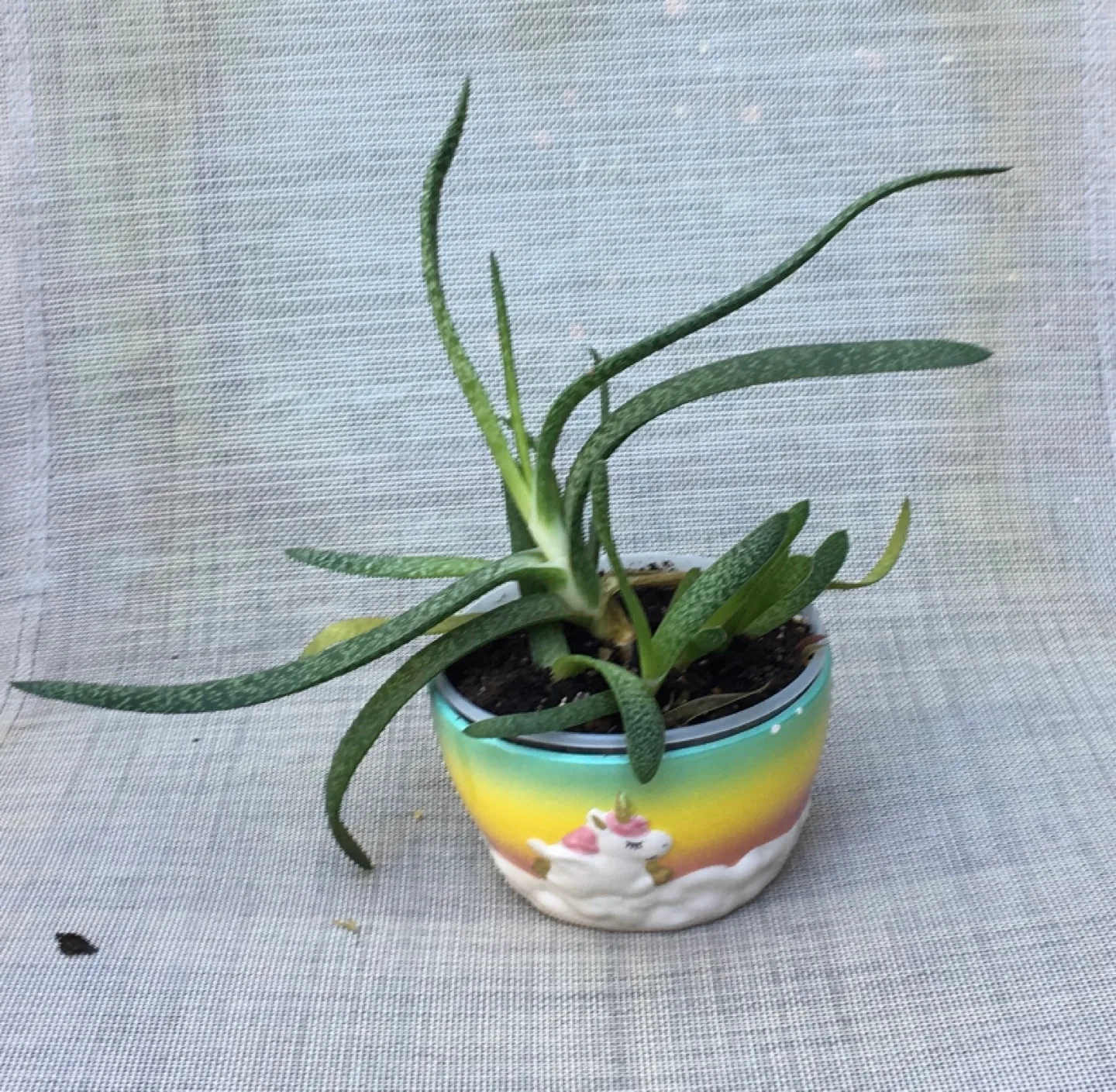 Unicorn Plant Pot image indicator(4)