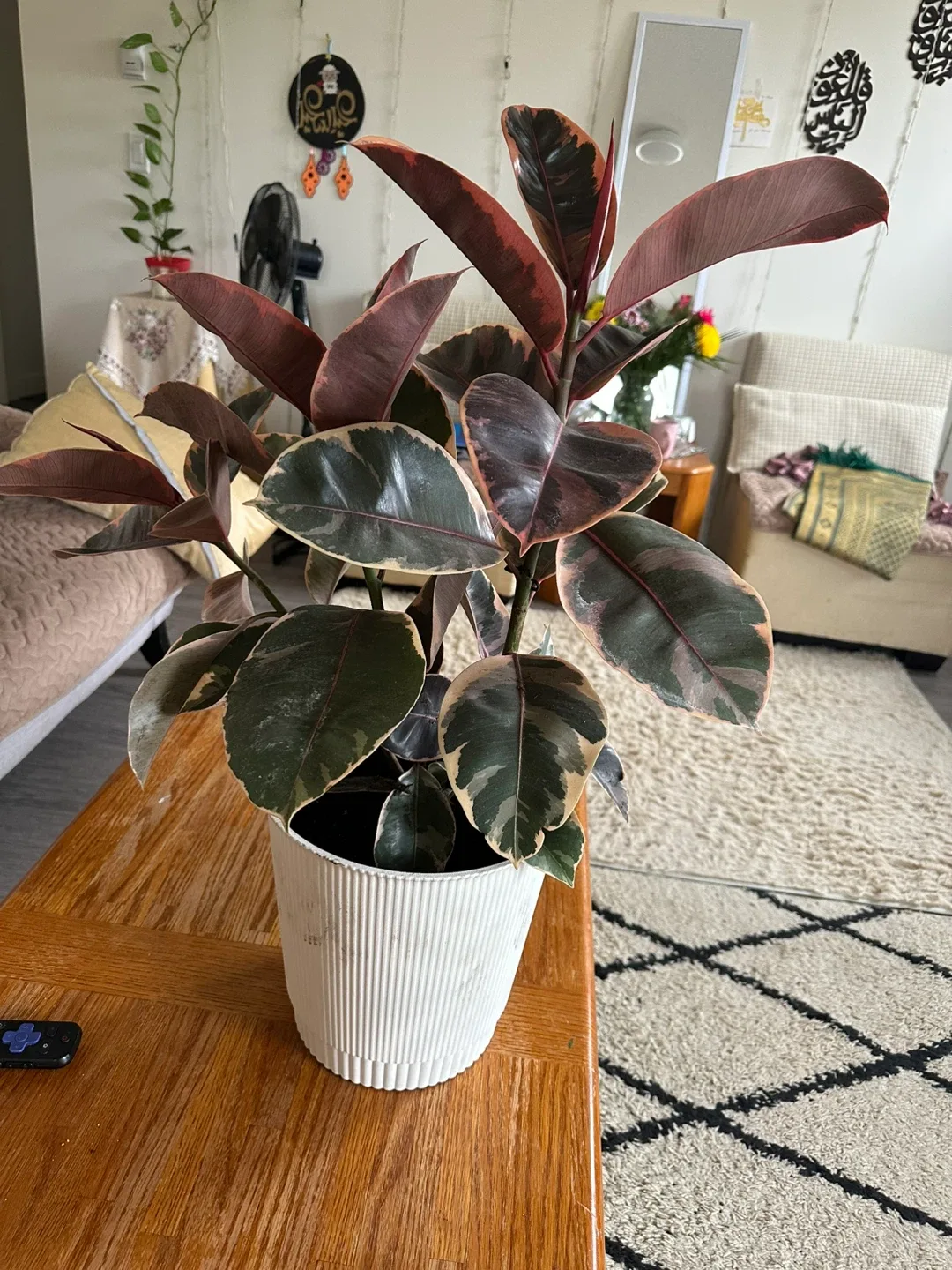 Ficus Elastica Ruby Plant image indicator(2)