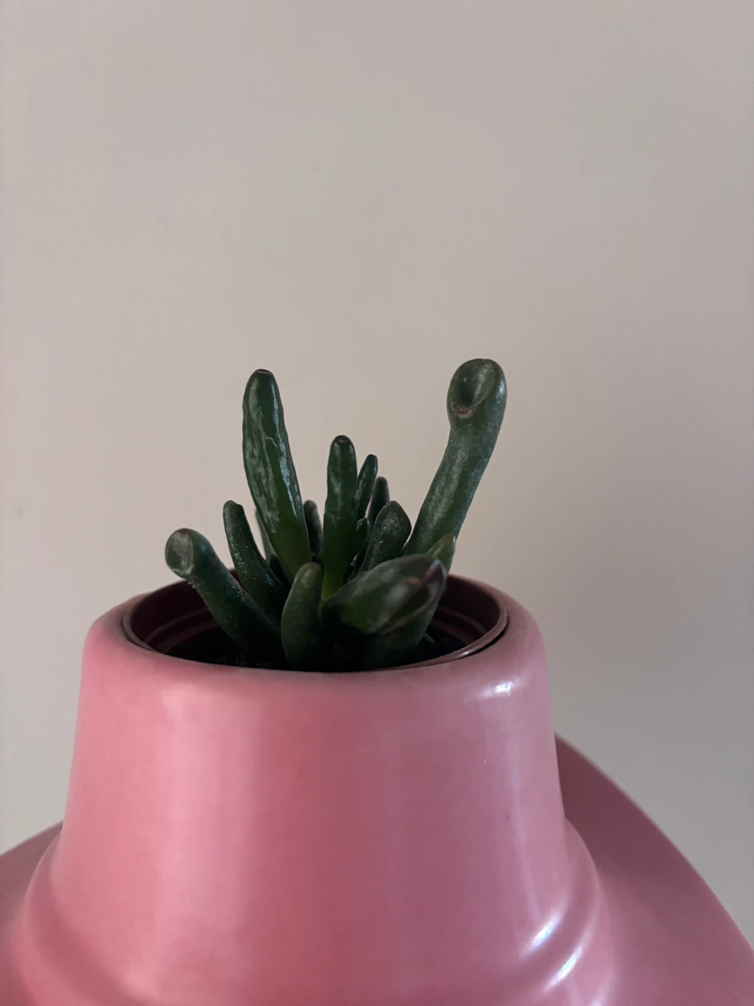 Jade Plant & Pink Cowboy Hat Planter - photo 3