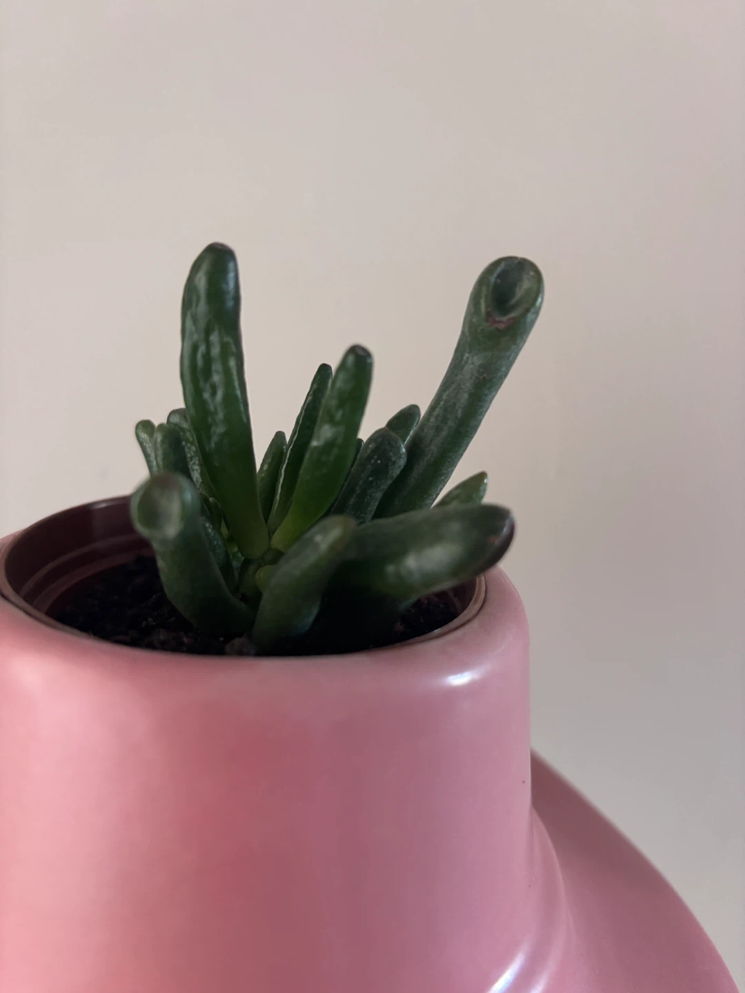 Jade Plant & Pink Cowboy Hat Planter - photo 4
