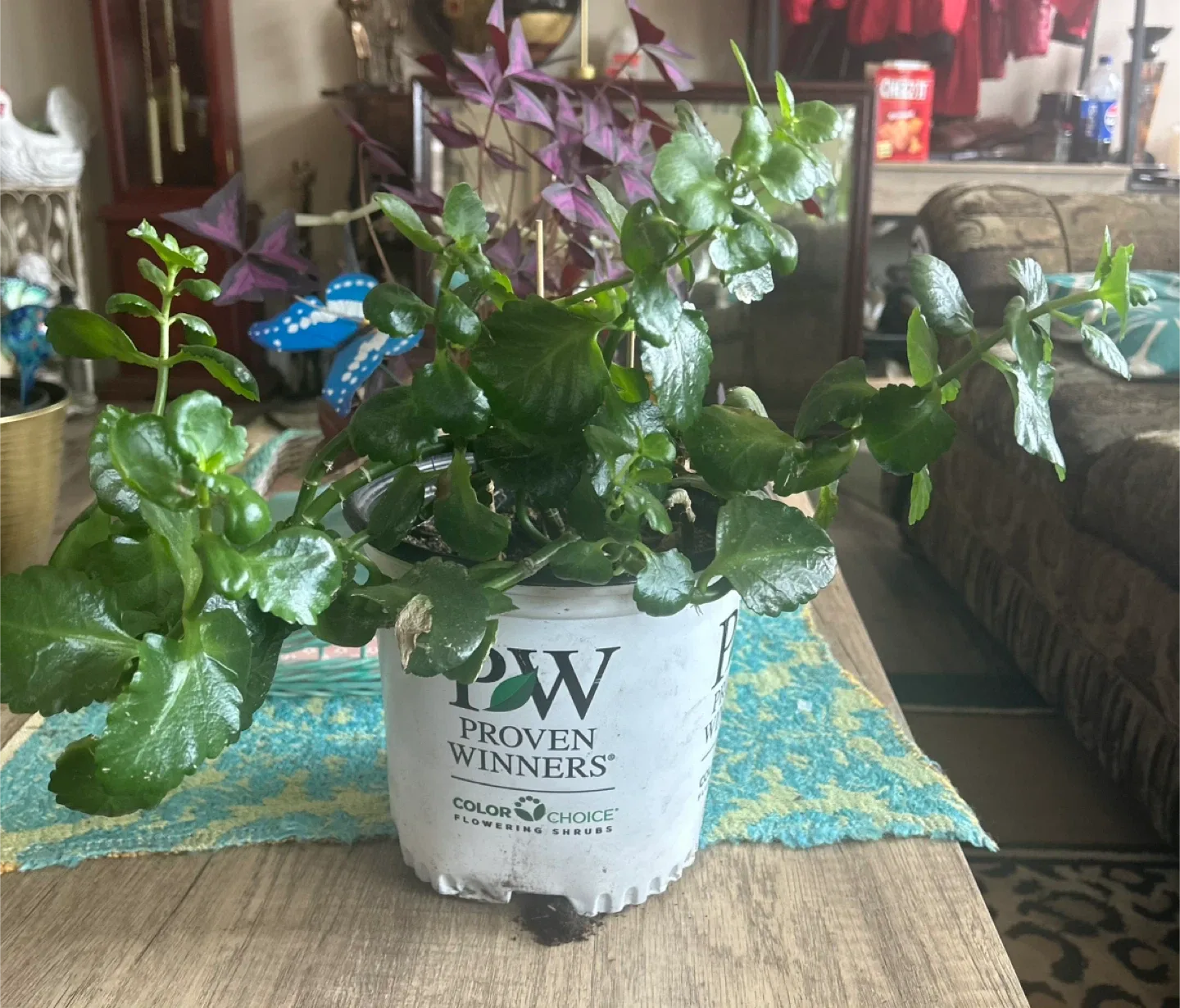 Kalanchoes plant thumbnail