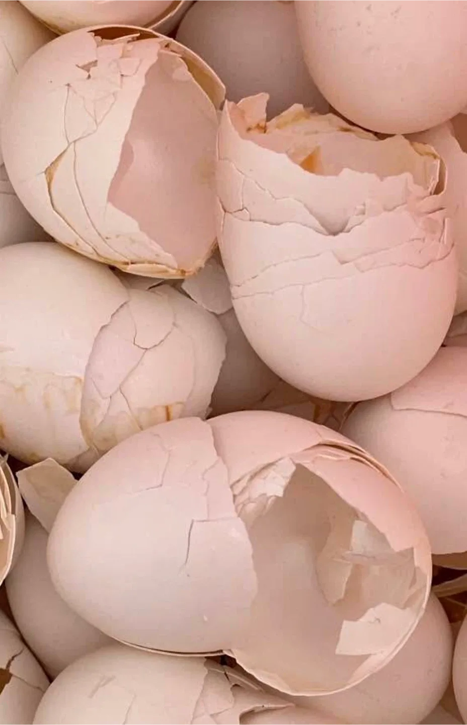 POWDERED EGGSHELLS FOR YOUR GARDEN thumbnail