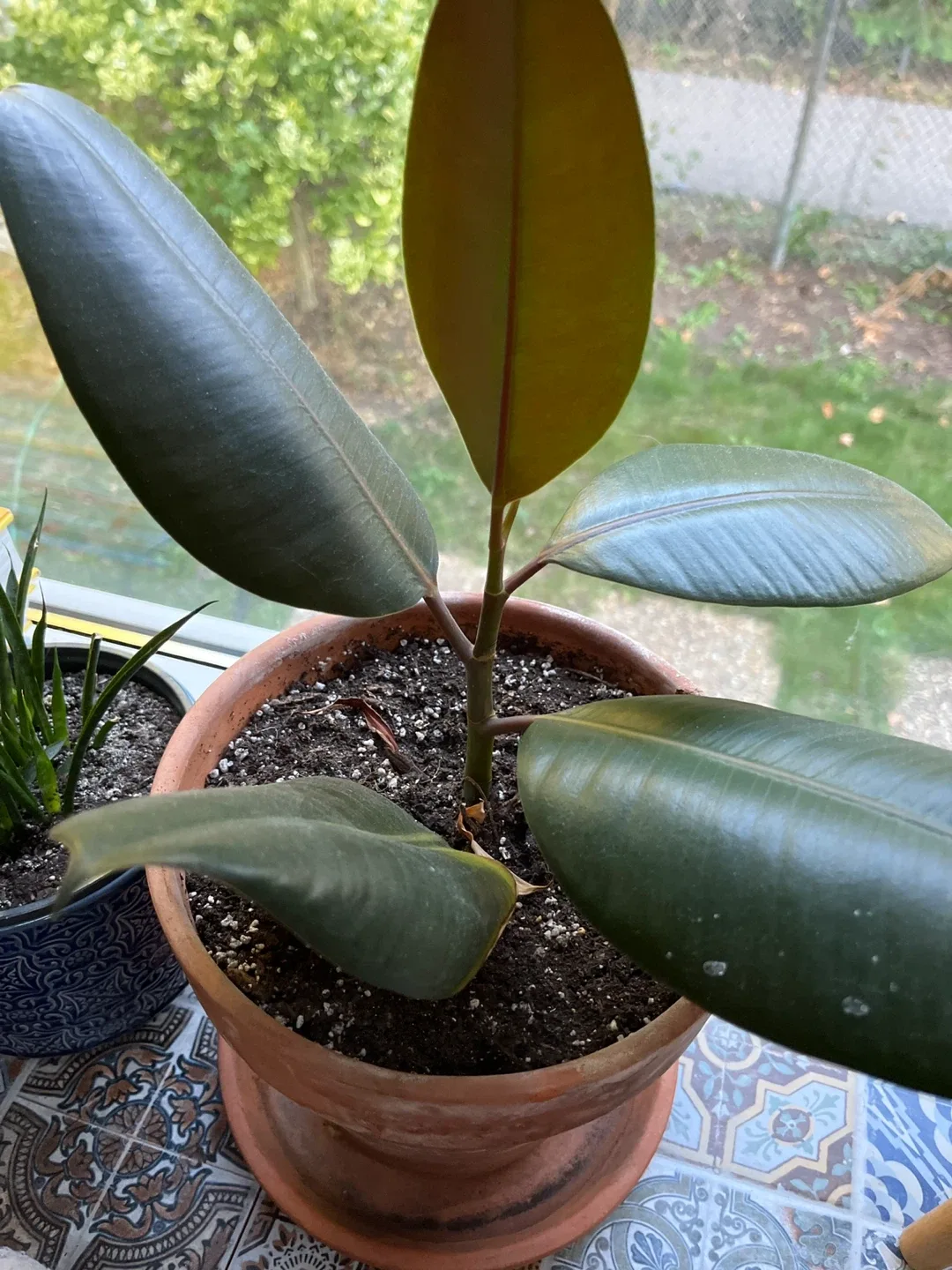 Rubber plant comes with pot image indicator(2)