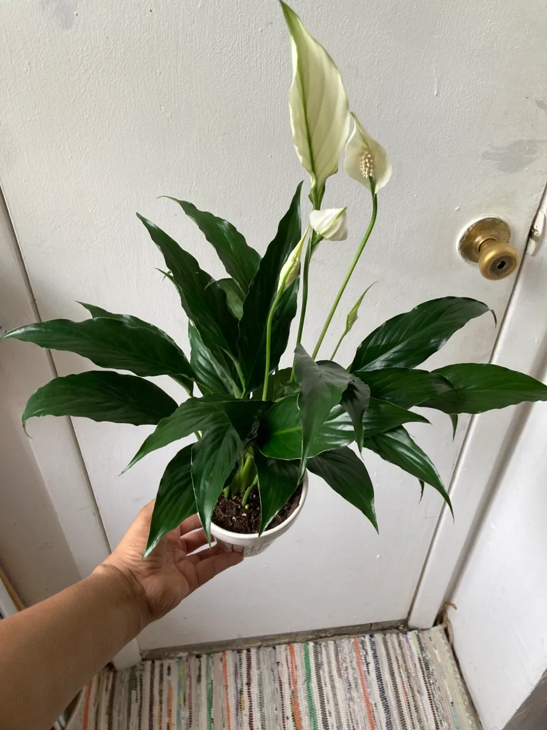 Peace Lily with ceramic pot thumbnail