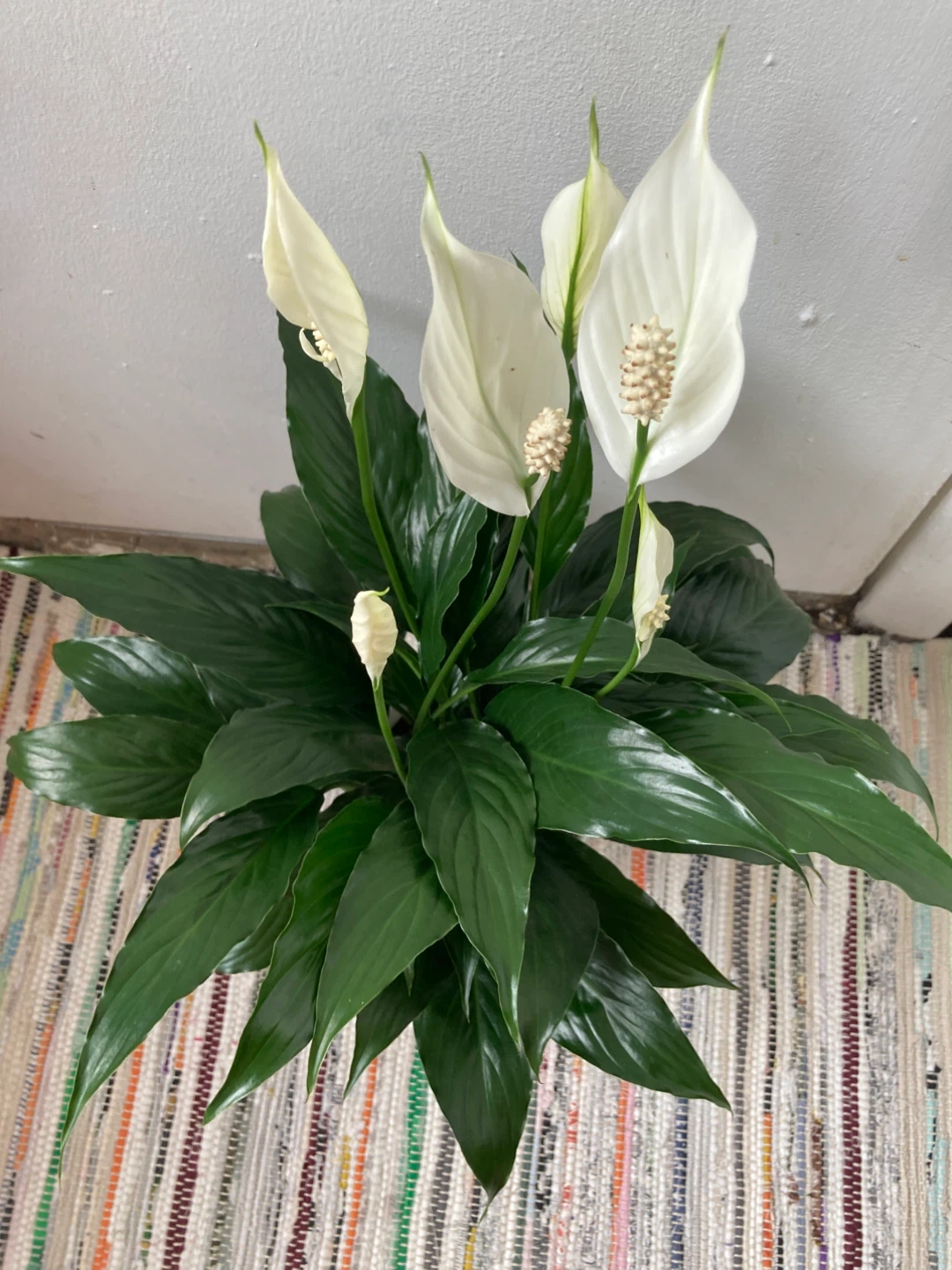 Peace Lily with ceramic pot - photo 5
