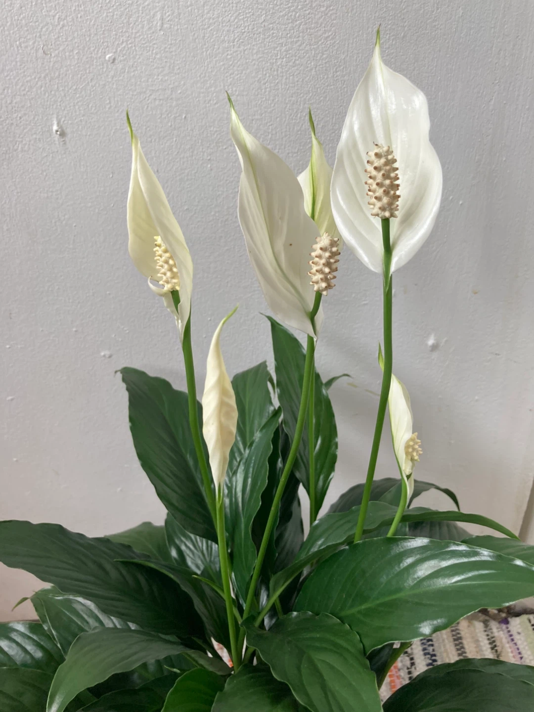 Peace Lily with ceramic pot - photo 4