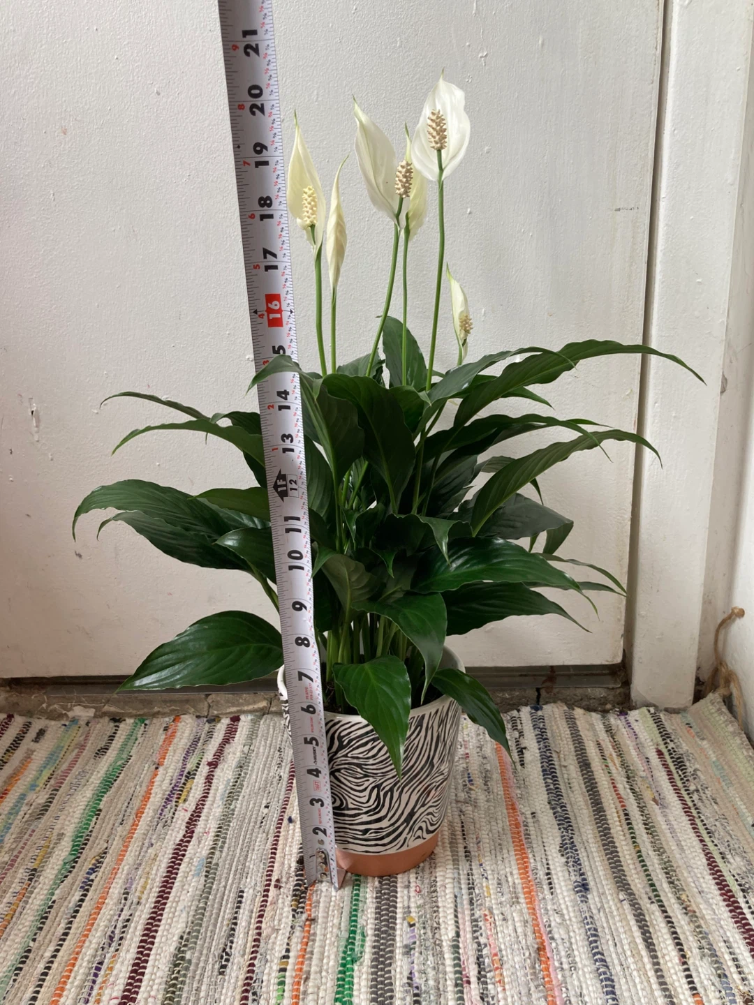 Peace Lily with ceramic pot - photo 2