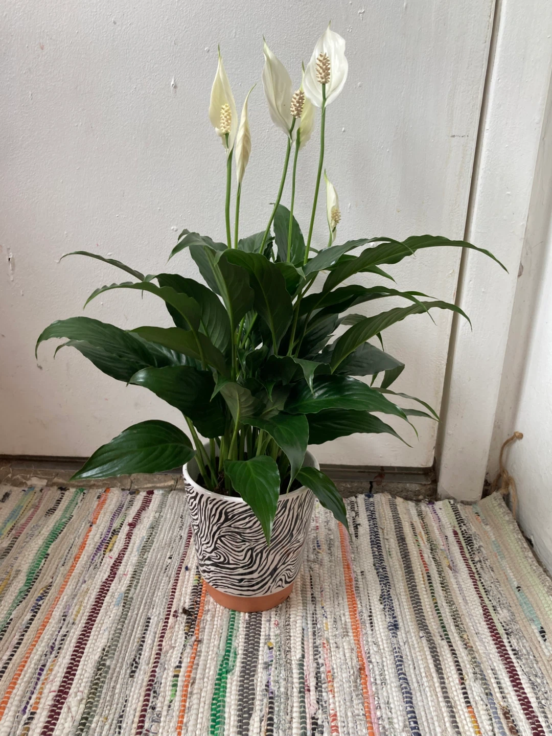 Peace Lily with ceramic pot
