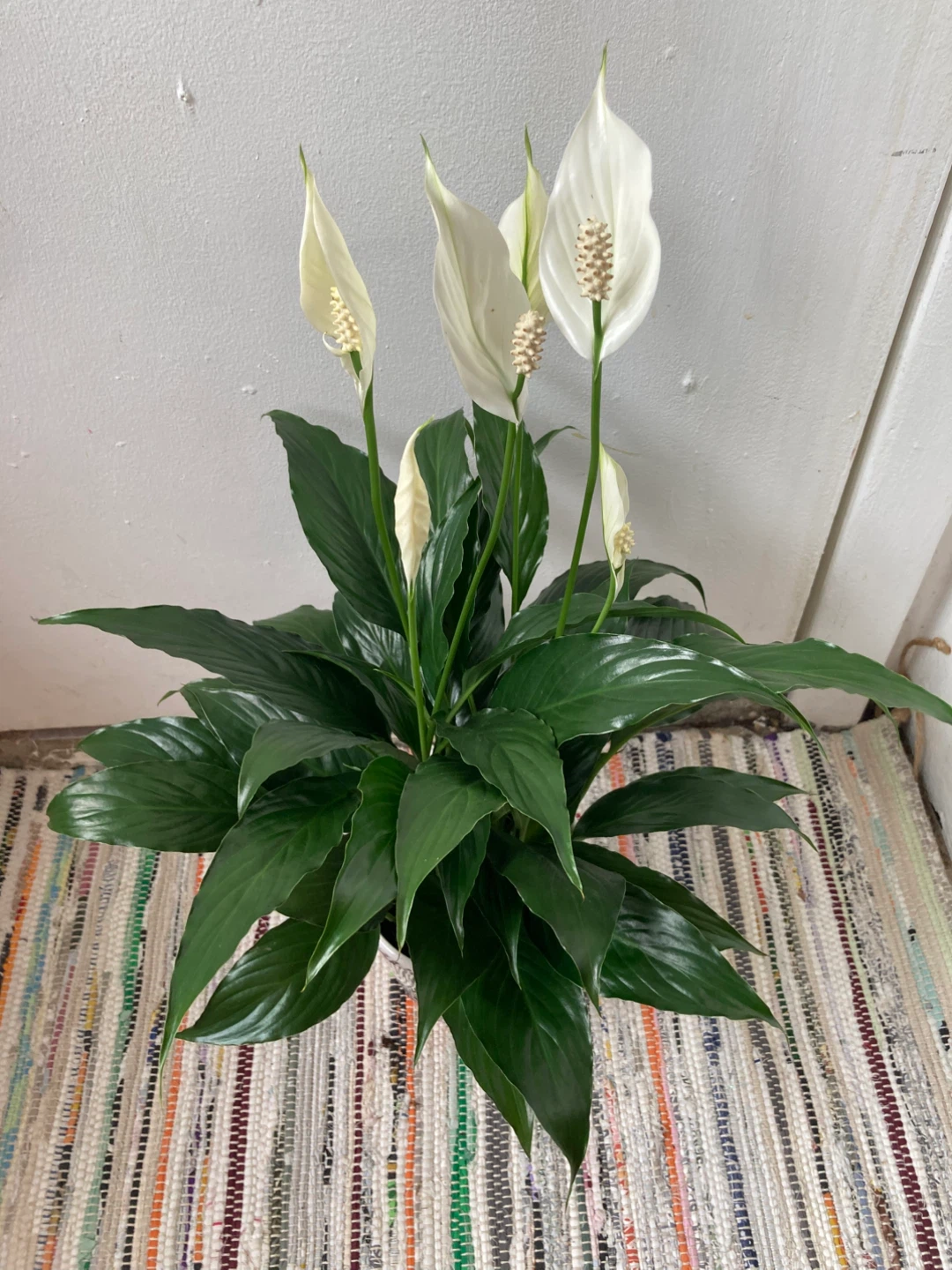 Peace Lily with ceramic pot - photo 3
