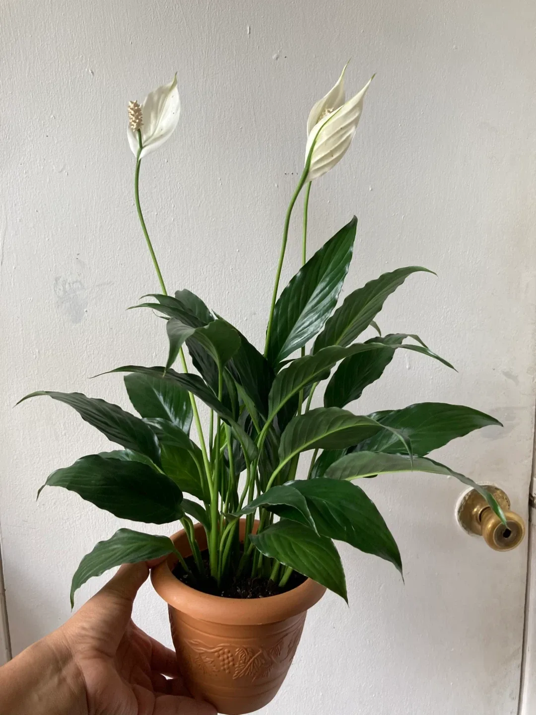 Peace lily thumbnail