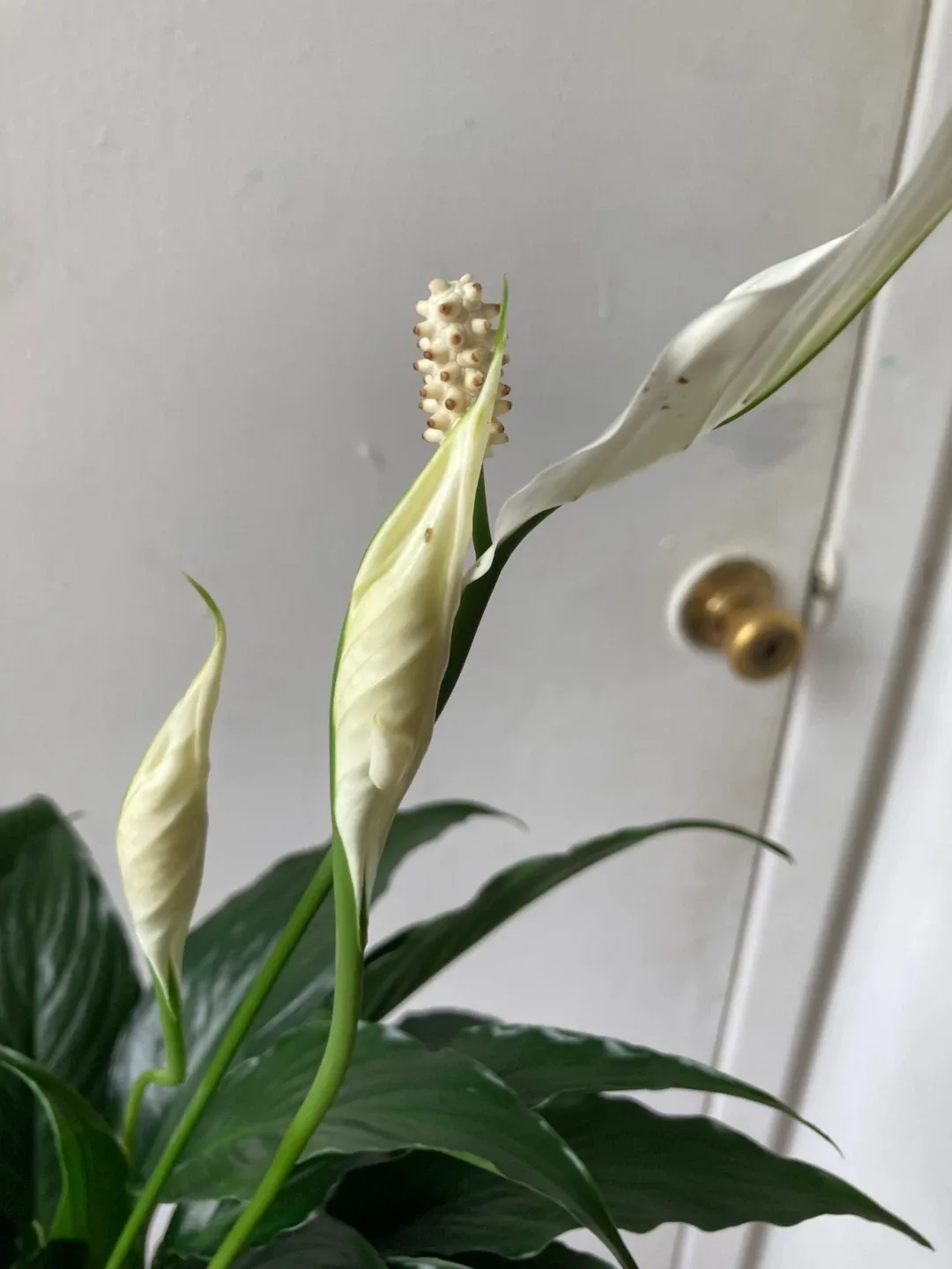 Peace Lily with terracotta pot image indicator(6)