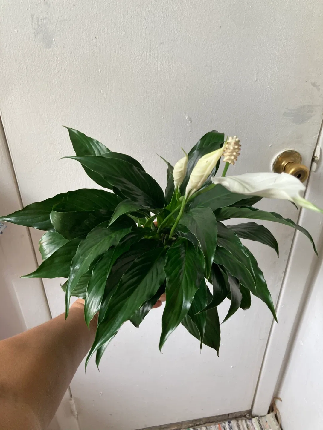 Peace Lily with terracotta pot thumbnail