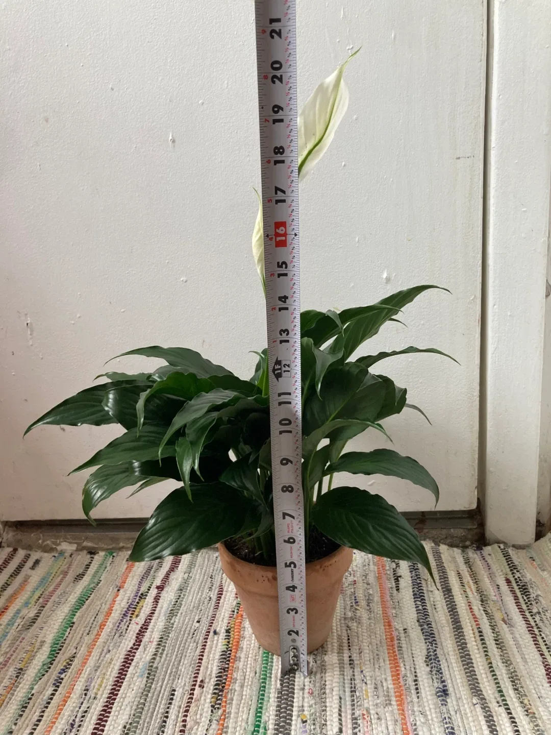 Peace Lily with terracotta pot image indicator(2)