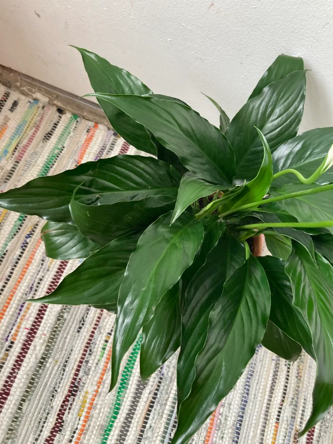 Peace Lily with terracotta pot image indicator(5)