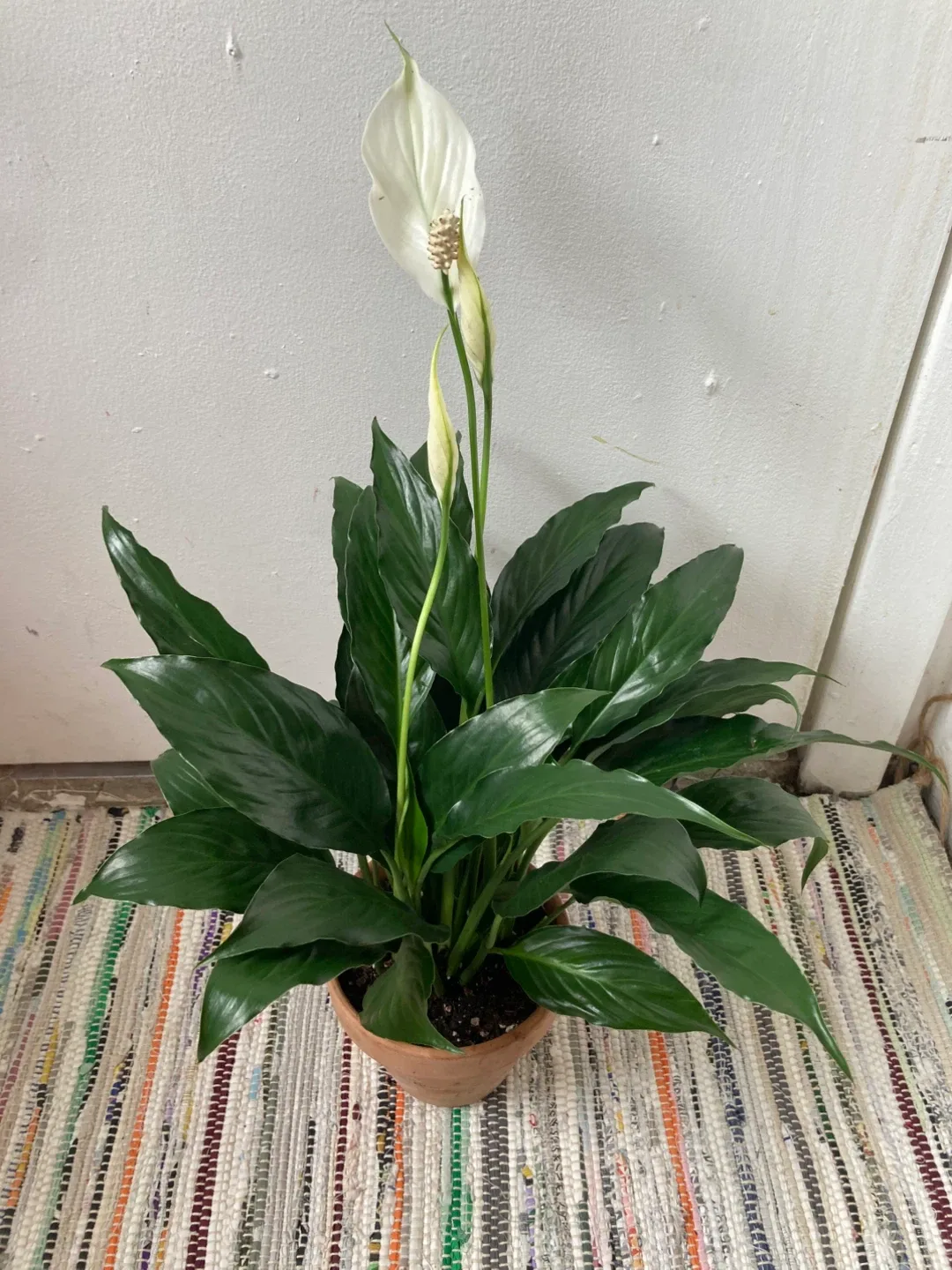 Peace Lily with terracotta pot image indicator(4)