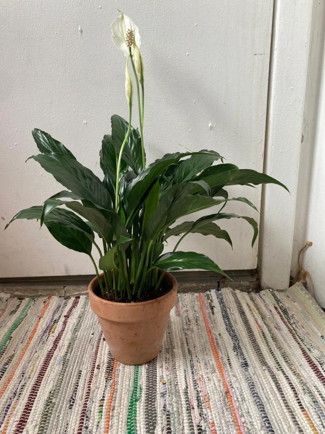 Peace Lily with terracotta pot image indicator(3)