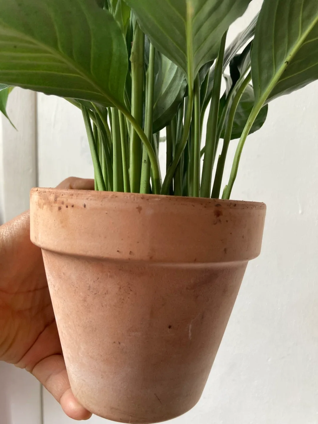 Peace Lily with terracotta pot image indicator(7)