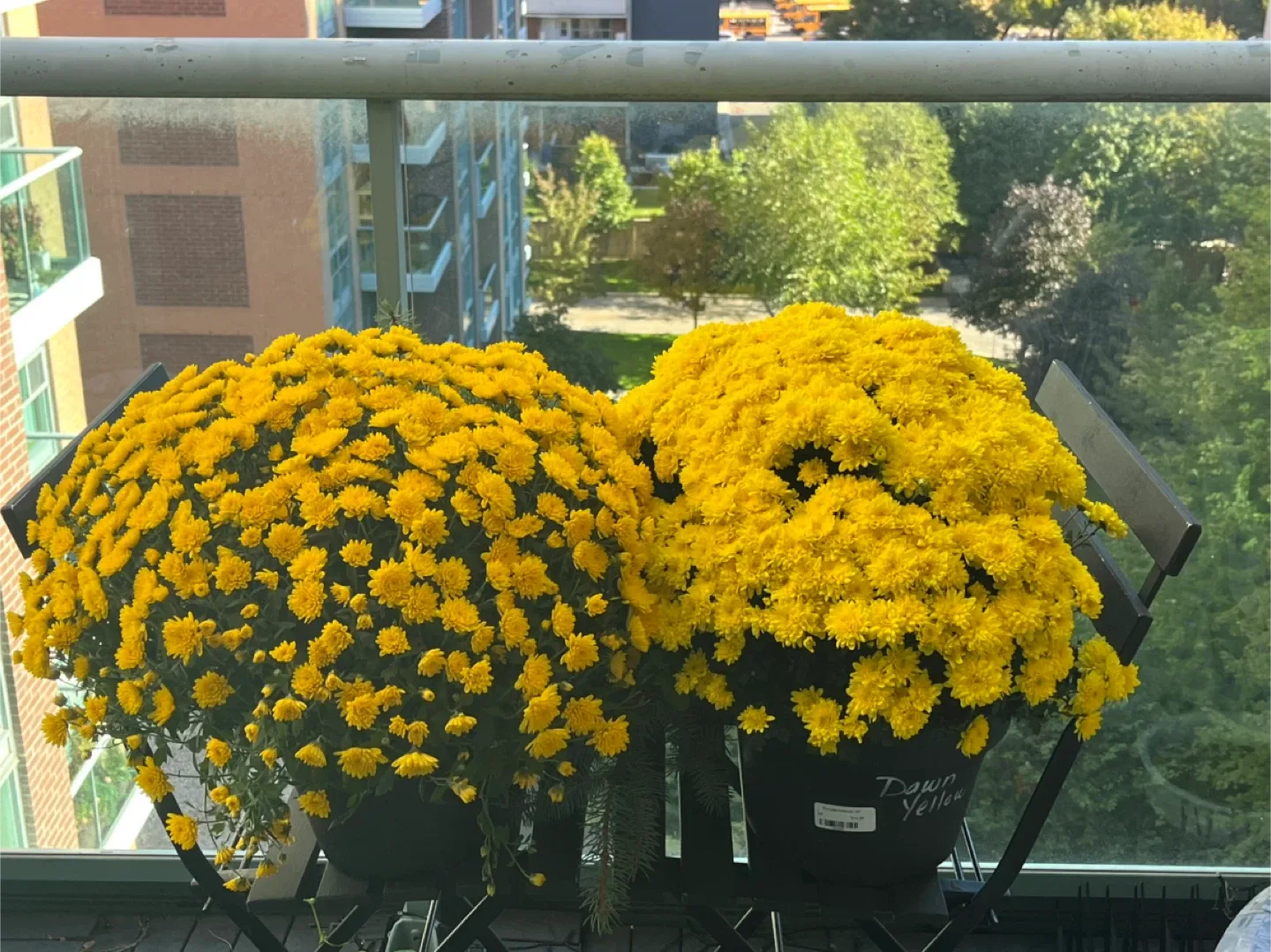 Flowers / plant pot image indicator(2)