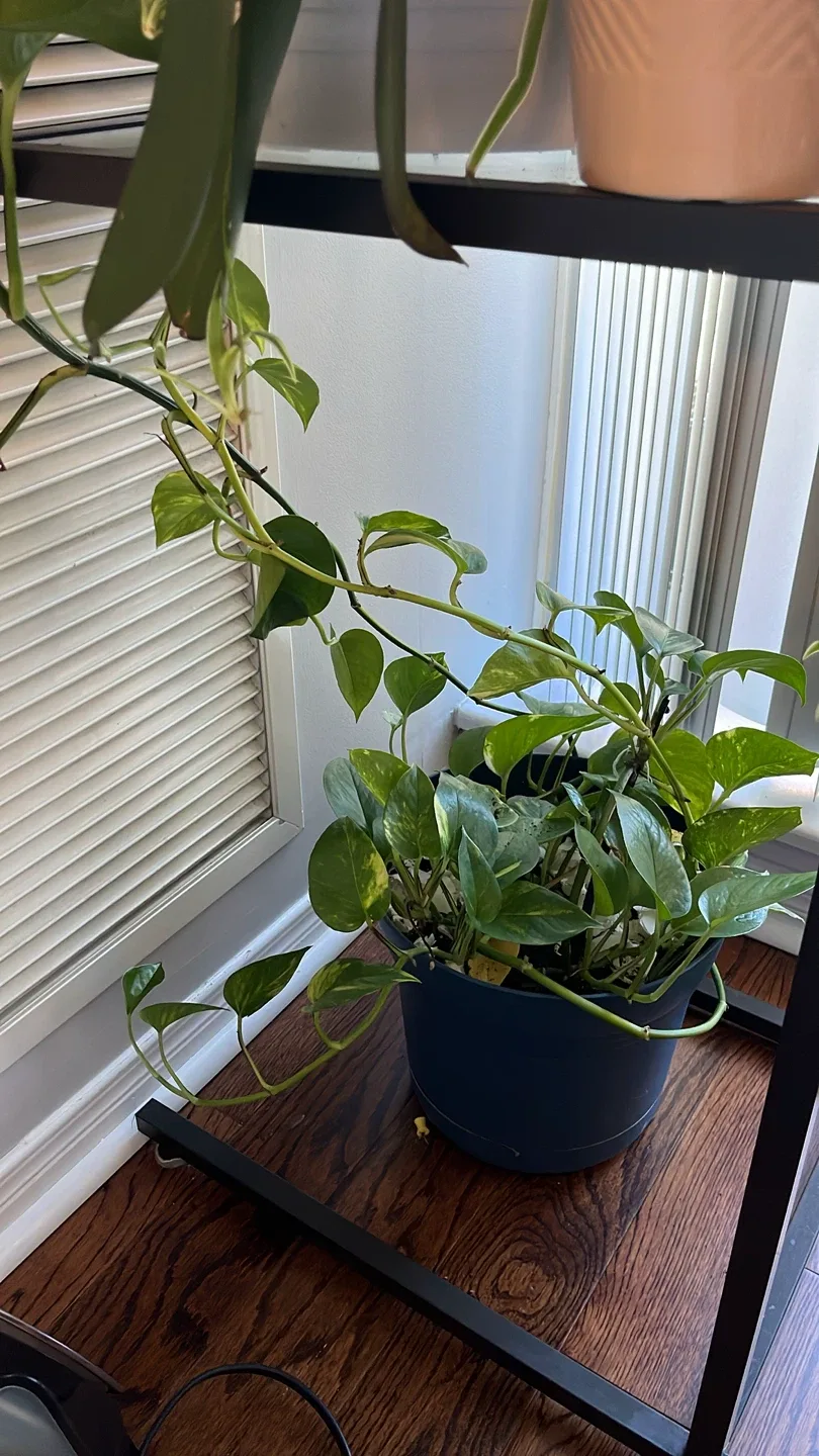 Potted Golden Pothos Plant thumbnail